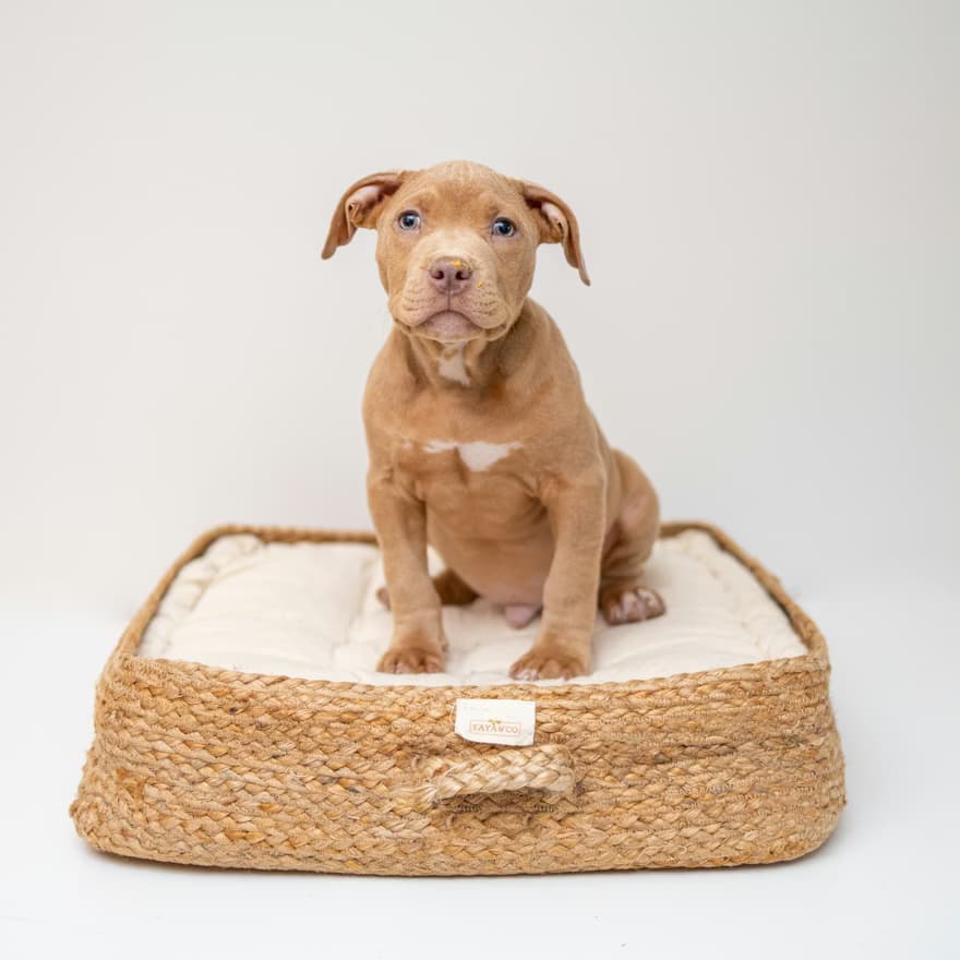 Orthopedic Memory Foam Dog Bed